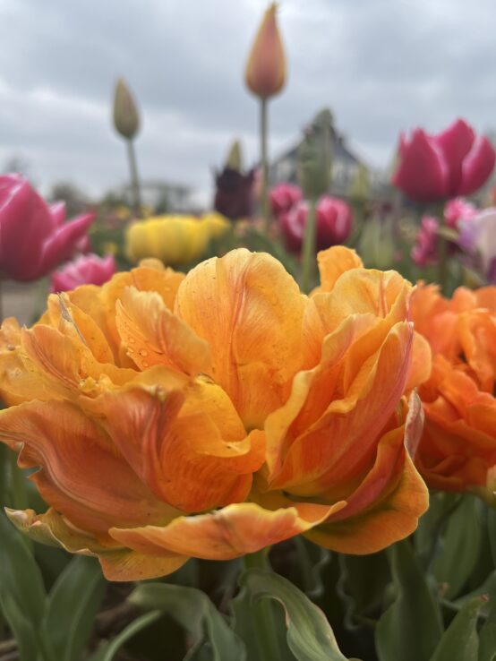 Holland Tulip Tours, orange flower in Lisse, near Keukenhof